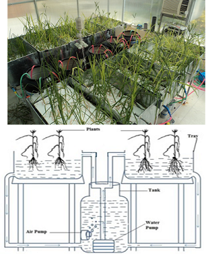 Differential Calcium responsiveness in terms of Plant’s Growth and accumulation of Nutrient-Anti nutrient in two Finger Millet Genotypes differing in grain Calcium content using a designed Circulatory Hydroponics system 