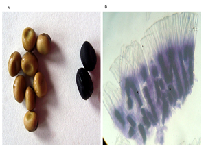 Biochemical Characterization of Building Block of Condensed Tannin in Faba Bean (Vicia faba L.)
