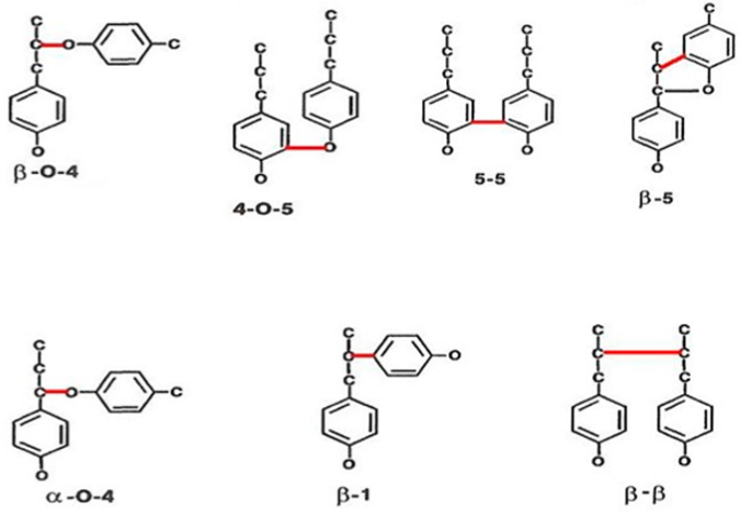 Lignin Biodegradation in Nature and Significance 