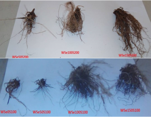 Alleviating Salinity Stress in Wheat using Selenite Seed Primed
