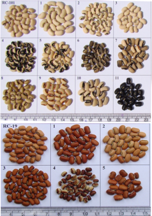 Electrophoretic Characterization of the Cowpea Mutants for Seed Storage Proteins [Vigna unguiculata (L.)Walp]
