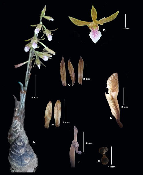 The Genus Eulophia R. Brown ex Lindl. (Orchidaceae) in Tripura State, India
