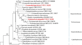 Geminoarcus maximus sp. nov. and Ceramothyrium brevis sp. nov., two novel aquatic hyphomycetes from Viet Nam 