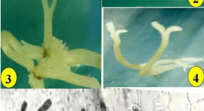 Somatic embryogenesis and plant regeneration in Ferula jaeschkeana Vatke: a threatened medicinal herb 