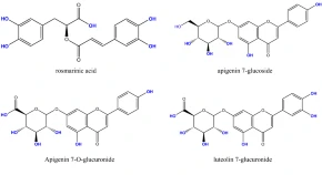 Antimicrobial activity of Lavandula stoechas phenolic extracts against pathogenic bacteria isolated from a hospital in Morocco 