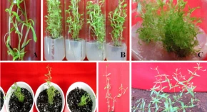 Effects of plant growth regulators on in vitro morphogenic response in Oldenlandia herbacea (L.) Roxb. 