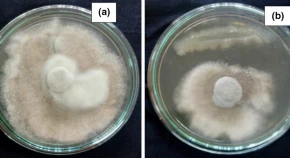 Isolation and Identification of antifungal metabolite producing endophytic Bacillus subtilis (S17) and its in vitro effect on Colletotrichum falcatum causing red rot in sugarcane 