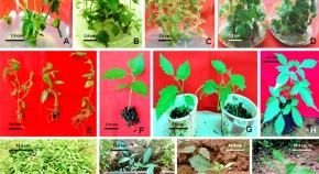 Foliar micro-morphology: a promising tool to improve survival percentage of tissue culture raised plantlets with special reference to in vitro propagation of Vitex negundo L. 