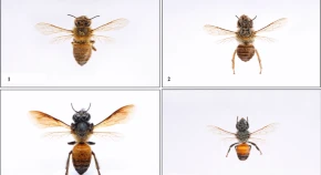 Morphometric characterization of Apis species (Hymenoptera: Apoidea) 