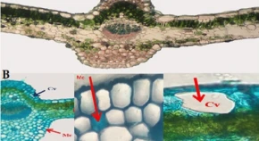 Ultraviolet-B radiation induces physiological, biochemical, and structural changes in Viola odorata 