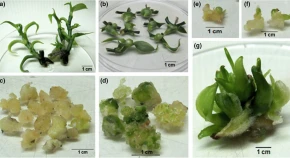 In silico structural analysis and ligand-binding predictions of a few developmental stage specific-proteins during in vitro morphogenesis in Vanilla 