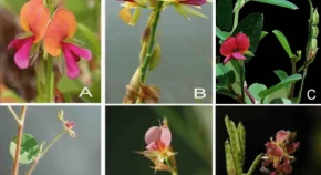 DNA barcoding of Indian Alysicarpus (Fabaceae): ITS alone distinguishes species 