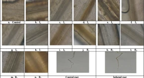 Genetic variability: physiological characteristics, pathogenicity and molecular diversity of Fusarium oxysporum f. sp. cumini infecting Cumin cyminum L. in India 