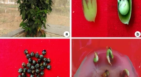 In vitro micropropagation and genetic fidelity assesment in Flemingia macrophylla (Willd.) Merr: an ethnomedicinal plant 