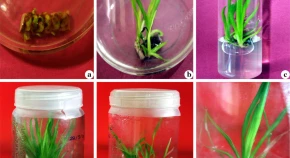 Micropropagation, polyphenol content and biological properties of Sweet Flag (Acorus calamus): a potent medicinal and aromatic herb 