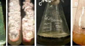 Characterization of biocontrol microorganisms from the rhizoplane of Decalepis arayalpathra and screening of secondary metabolites 