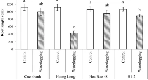 Variation in root growth responses of sweet potato to hypoxia and waterlogging 