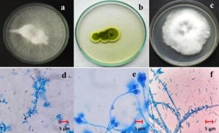 Biological control of papaya aphid (Aphis gossypii Glover) using entomopathogenic fungi 