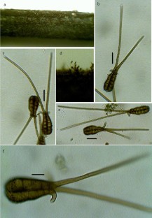 Some interesting hyphomycetous fungi from India 