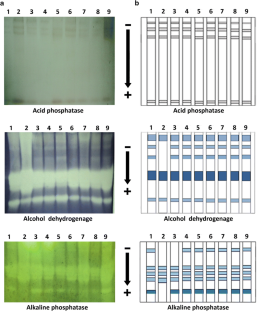 Assessment of genetic diversity and phenetic relationships among some Bangladeshi cultivars of cucumber (Cucumis sativus L.) using isozyme and protein profiling 
