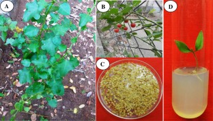 High frequency in vitro plantlet regeneration in Solanum trilobatum L., an important ethno-medicinal plant and confirmation of genetic fidelity of R1 plantlets by using ISSR and RAPD markers 