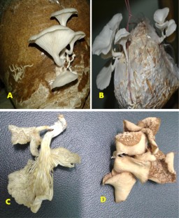 Cultivation and medicinal properties of wild edible Pleurotus ostreatus of Tripura, Northeast India 