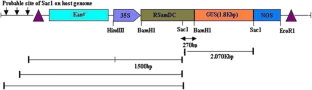 In silico characterization of SAMdC from Pokkali rice and its overexpression in transgenic tobacco 