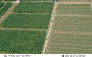 Characterization of terminal heat tolerance in bread wheat (Triticum aestivum L.) using differences in agronomic traits as potential selection criteria 