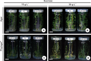 Leaf development and anatomy of in vitro-grown Polygala paniculata L. are affected by light quality, gelling agents, and sucrose 