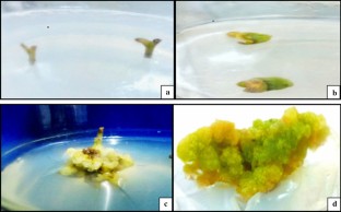 High frequency in vitro callogenesis and plant regeneration of Glycyrrhiza glabra L. 