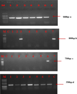 Comparative study on detection efficacy of universal potyviruses primers 