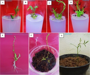 Micropropagation of endemic Corynandra chelidonii var. pallae (Cleomaceae) through nodal explants and validation of their genetic integrity by ISSR markers 