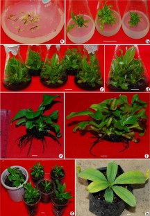 In vitro propagation of insectivorous plant Nepenthes khasiana Hook. F.- an endangered ornamental and ethnomedicinal species 
