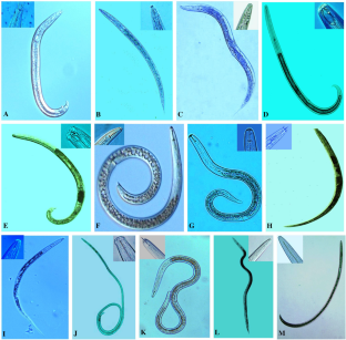 Nematode diversity of Crocus sativus L. rhizosphere in district Kishtwar, Jammu and Kashmir, India 