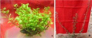 Repairing mechanism of foliar micro-morphological anomalies during acclimatization and field transfer of in vitro raised plantlets of Aerva lanata (L.) Juss. ex Schult.: a medicinally important plant 