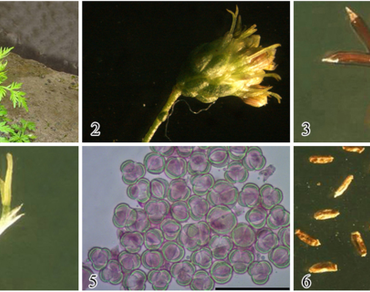 Cytological plasticity: a trait adopted by Artemisia nilagirica (C.B. Clake) Pamp., a proliferant in NW Himalayas, J&K, India 