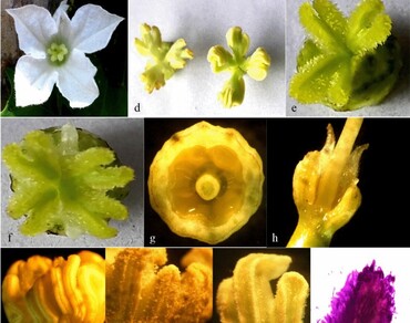Cytomorphological studies on wild and cultivated vines of Coccinia grandis (L.) Voigt 