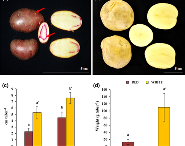 Comparative analyses of the starch quality isolated from a local red potato and a commercial non-pigmented potato cultivar 
