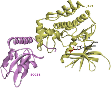 Plant-derived natural compounds aiding SOCS1 mediated JAK1 inhibition, a novel mechanism of combinatorial cancer chemotherapy 