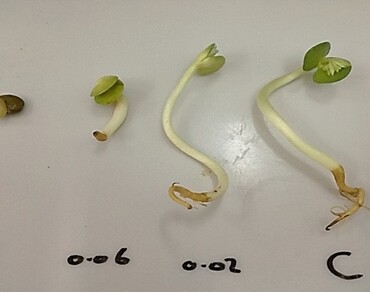 Salinity stress affecting viability and genetic stability of Lupinus albus L. 