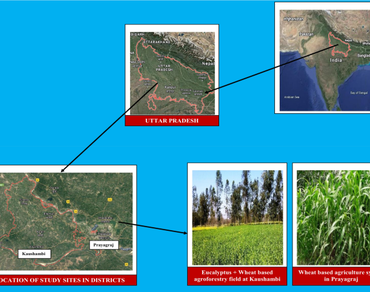 Economic evaluation of agroforestry and non-agroforestry systems in Eastern Uttar Pradesh, India 