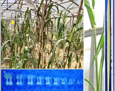 Establishment of a correlation between pistil size and female gametophyte developmental stages in apomictic and sexual lines of Cenchrus americanus (L.) Morrone 