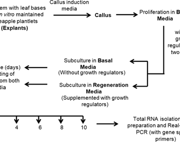 Expression and in silico analysis of the pineapple SERK gene homologues during in vitro regeneration and induced Fusarium infection 