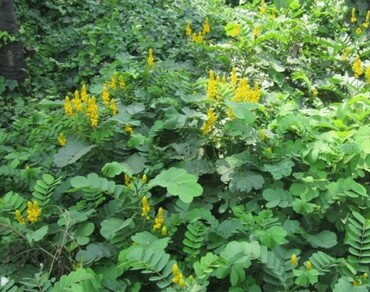 Phytotoxic effects of aqueous leaf extract of Senna alata on seed germination and biochemical changes in Vigna radiata L.  