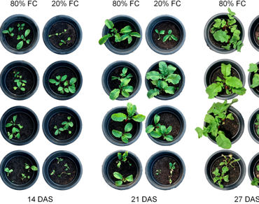 Effect of salicylic acid on the growth and biomass partitioning in water-stressed radish plants 