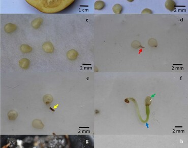 Cocona (Solanum sessiliflorum Dunal) seed and seedling development based on the landmark phenological scale 