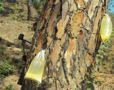 Comparative anatomy of resin ducts in some Western Himalayan softwoods 