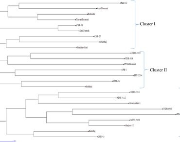 Evaluation of genetic diversity in rice (Oryza sativa L. ssp. Indica) accessions using SSR marker 