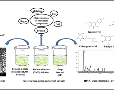 Effect of physical and chemical preservation techniques on nutritional, morphological, phenolic and antioxidant profile of Dendrocalamus hamiltonii sprouts 