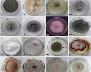Distribution of endophytic fungi associated with Meriandra bengalensis Benth. and assessment of their bioactive potential in vitro 